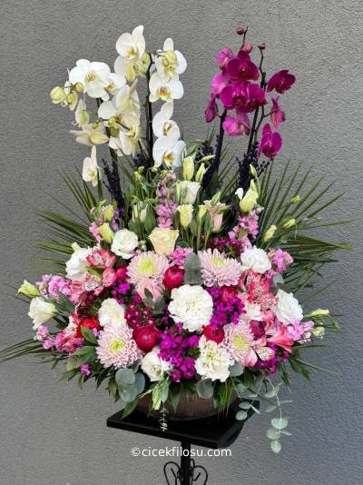 Özel Orkide Serisi 19