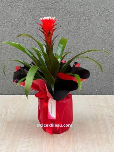 Guzmanya Bitki Serisi 1