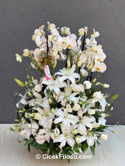 Özel Orkide Serisi 16