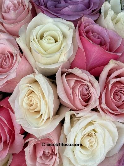 Renkli Gül Serisi 7