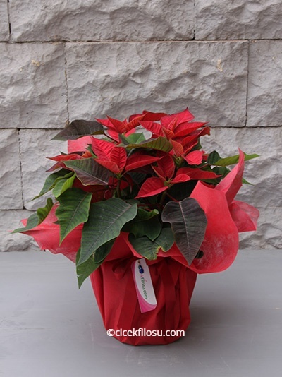 Ponsetya Saksı Çiçeği