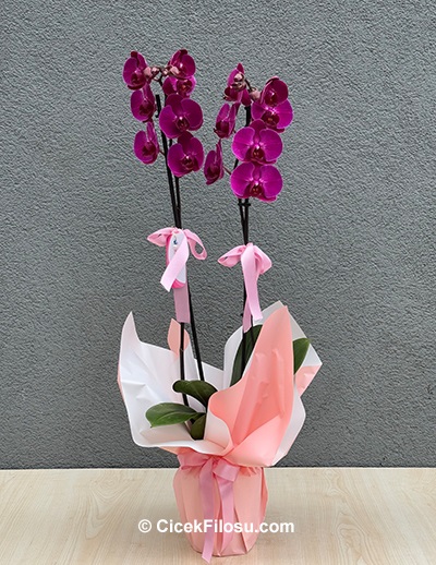 Çiftli Mor Orkide