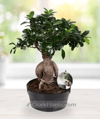 Bonsai Çiçek