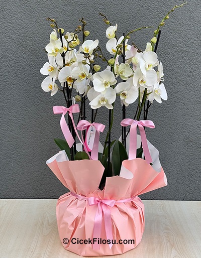 8 Dallı Beyaz Orkide