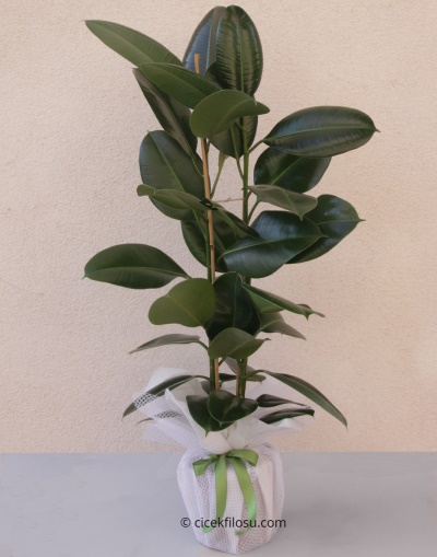 Kauçuk Saksı Bitkisi