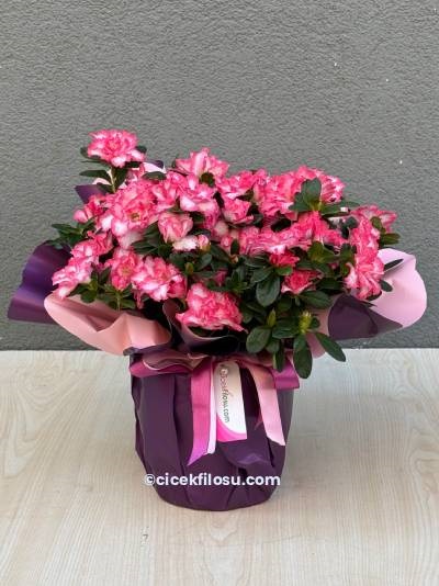 Açelya Saksı Çiçeği