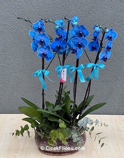 2 Orkide 4 dal Çiçekli Mavi Orkide