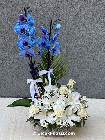 Özel Orkide Serisi 15