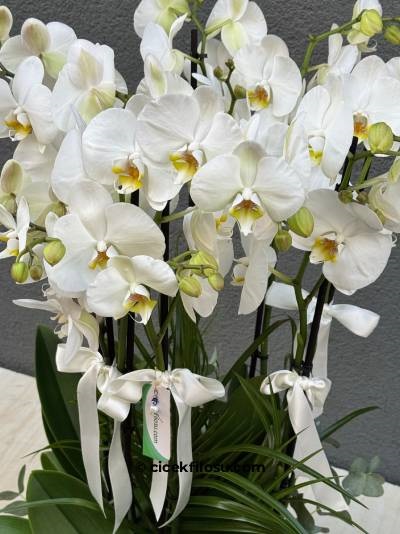 Özel Orkide Serisi 17