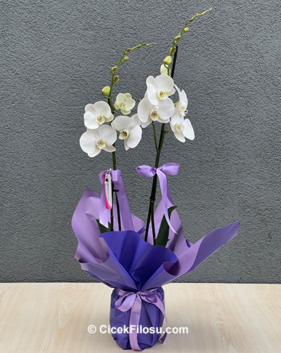 Çiftli Beyaz Orkide