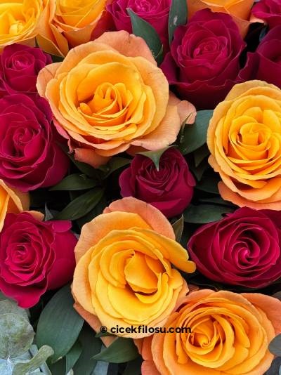 Renkli Gül Serisi 6