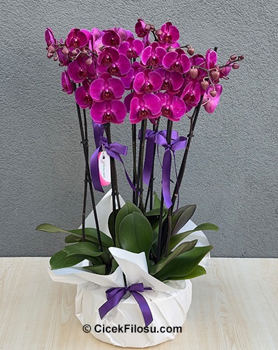 4 Kök 8 Dal Pembe Orkide