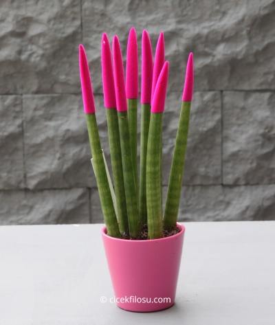Sansevieria Serisi Fuşya