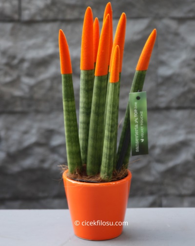 Sansevieria Serisi Turuncu