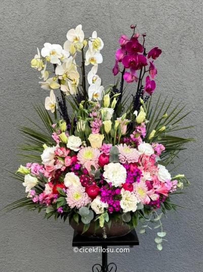 Özel Orkide Serisi 19