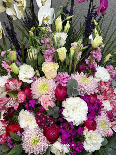 Özel Orkide Serisi 19