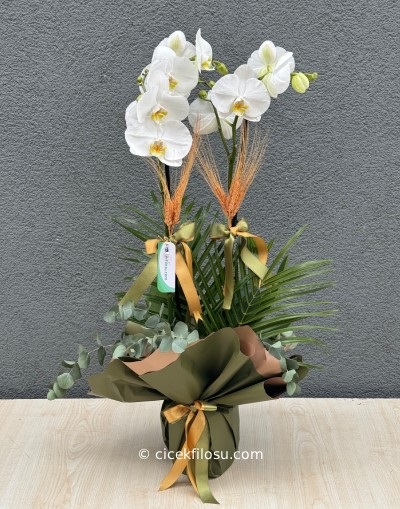 Özel Orkide Serisi 18