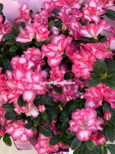 Açelya Saksı Çiçeği