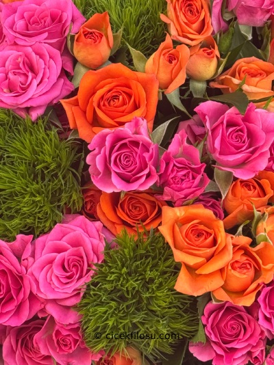 Çardak Gül Serisi 4