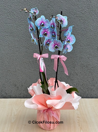 Özel Orkide Serisi 14
