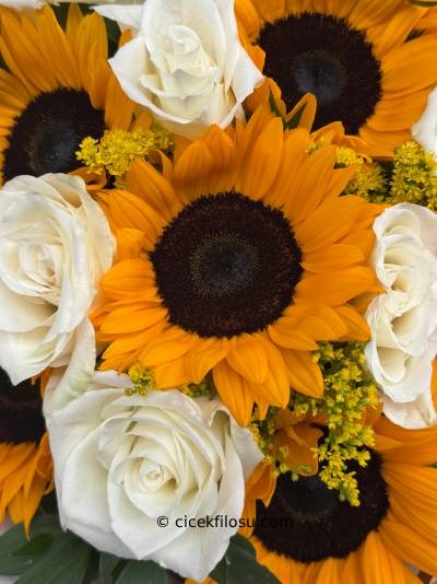 Ayçiçeği Serisi 3