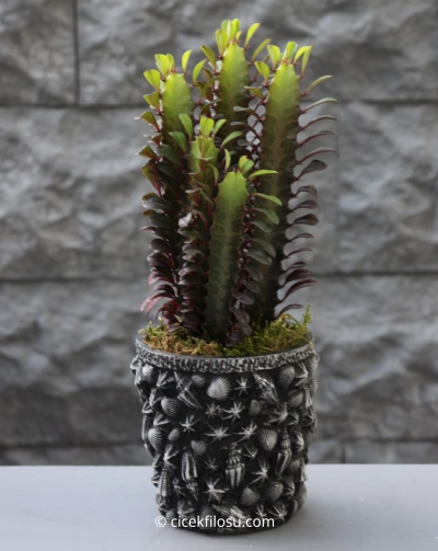 Kaktüs Euphorbia Rubra Serisi 1