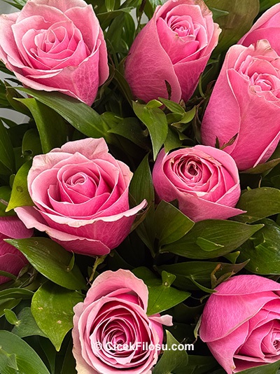 11 Pembe Gül