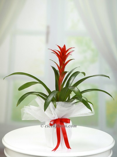 Guzmanya Saksı Çiçeği