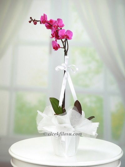 Tek Dallı Mor Orkide