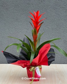 Sevgililer Günü Bitki Serisi 3