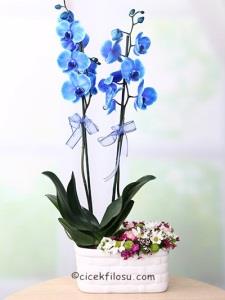 Mavi Orkide ve Kır Çiçekleri