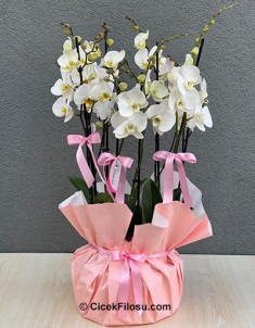 4 Kök 8 Dal Beyaz Orkide