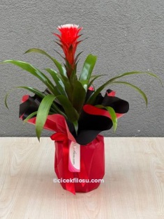 Guzmanya Bitki Serisi 1