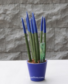 Sansevieria Serisi Lacivert