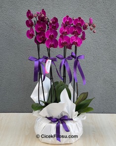 4 Dallı Mor Orkide