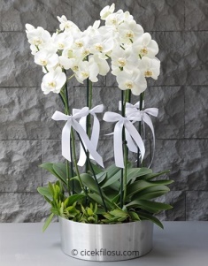 6 Dal Beyaz Orkide