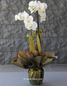 Butik Çift Dallı Beyaz Orkide