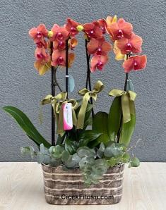 4 Dallı Turuncu Taba Orkide