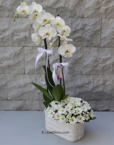 Beyaz Aranjmanlı Çift Dallı Orkide