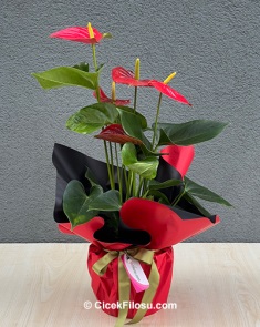 Sevgililer Günü Bitki Serisi 2