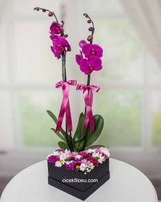 Kutuda Orkide ve Kır Çiçekleri 