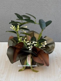 Yasemin Saksı Çiçeği