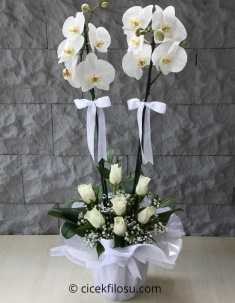 Beyaz Orkide ve Beyaz Güller