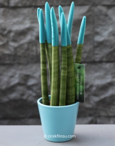 Sansevieria Serisi Turkuaz