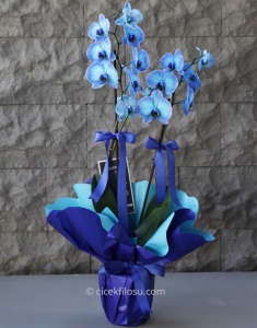 Butik Mavi Orkide
