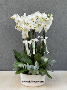 Özel Orkide Serisi 17