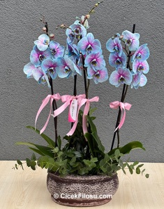 4 Dallı Mavi Orkide