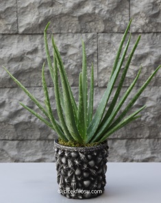 Aloe Vera Serisi 1