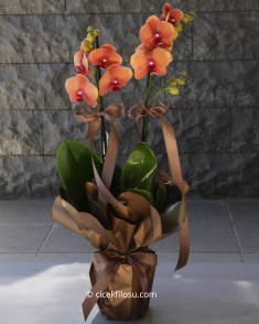 Turuncu Taba Orkide