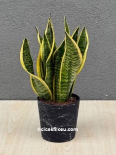 Kılıç Saksı Çiçeği